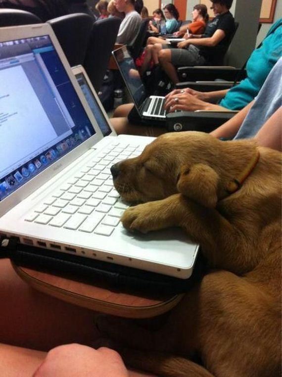 funny-pictures-933