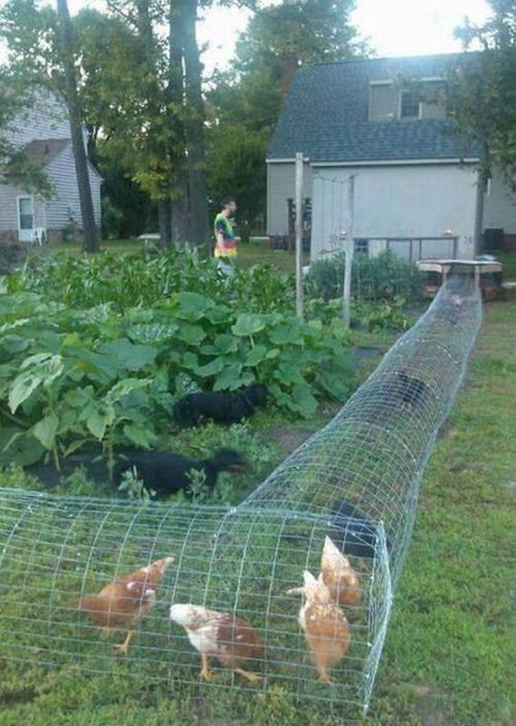 funny-pictures-933