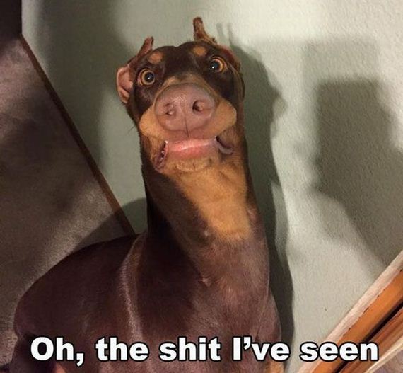 funny-pictures-933