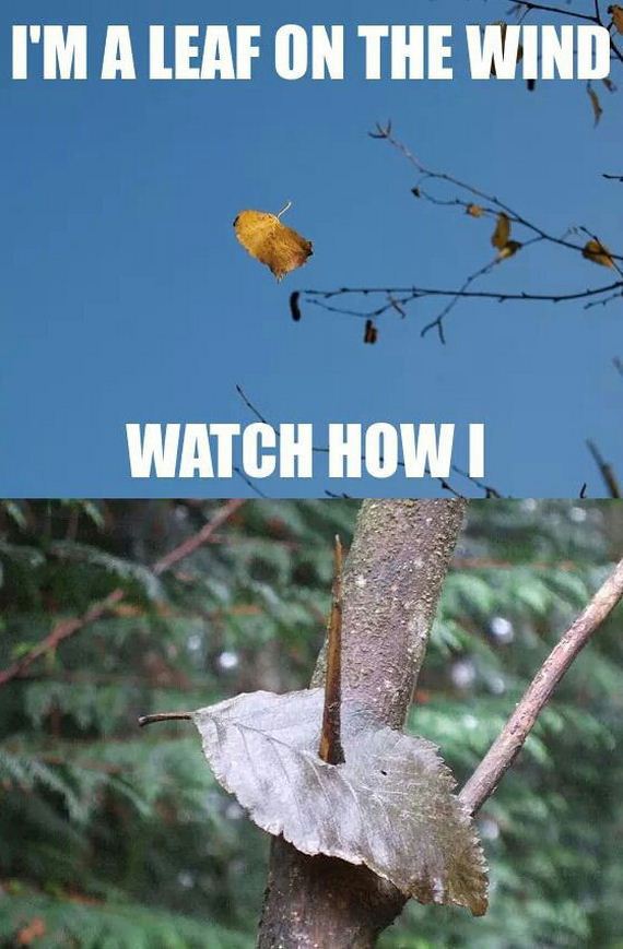 funny-pictures-933
