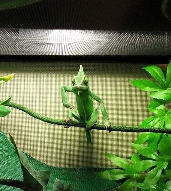 funny-pictures-934