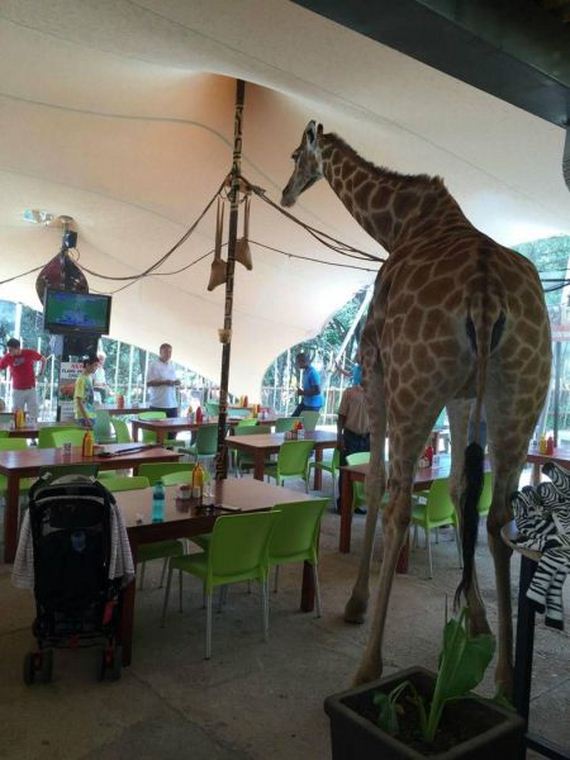 funny-pictures-934