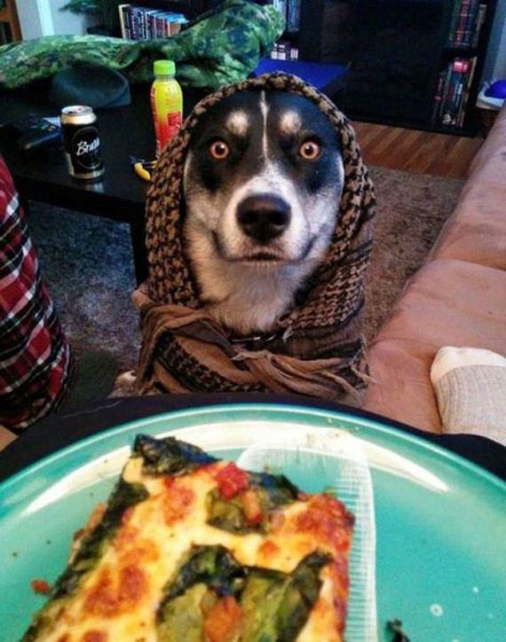 funny-pictures-934