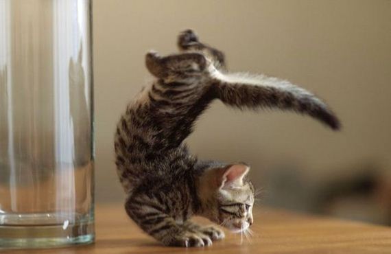 funny-pictures-935