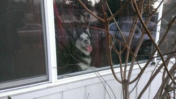 funny-pictures-935