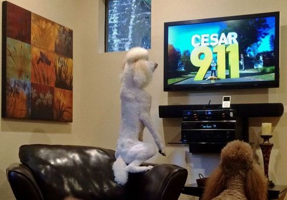 funny-pictures-935