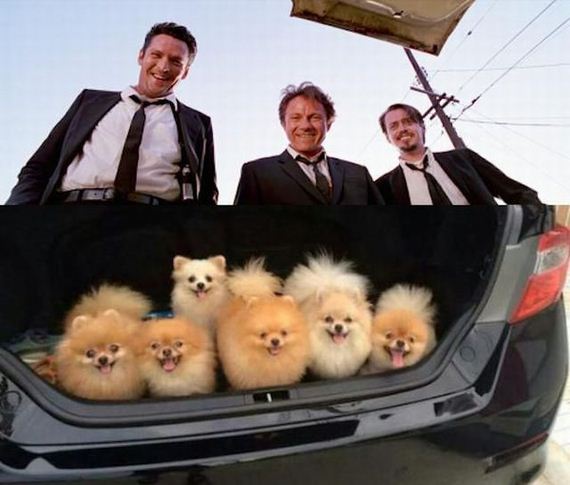 funny-pictures-935