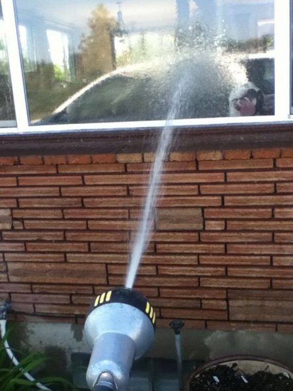 funny-pictures-935