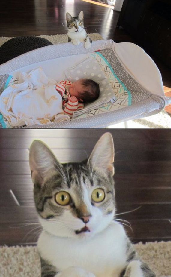 funny-pictures-937