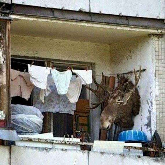 funny-pictures-938