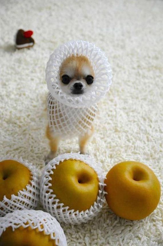 funny-pictures-939