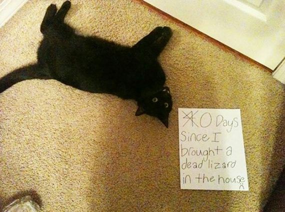 funny-pictures-939