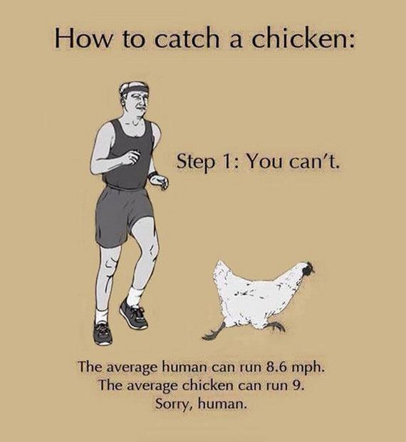 funny-pictures-939