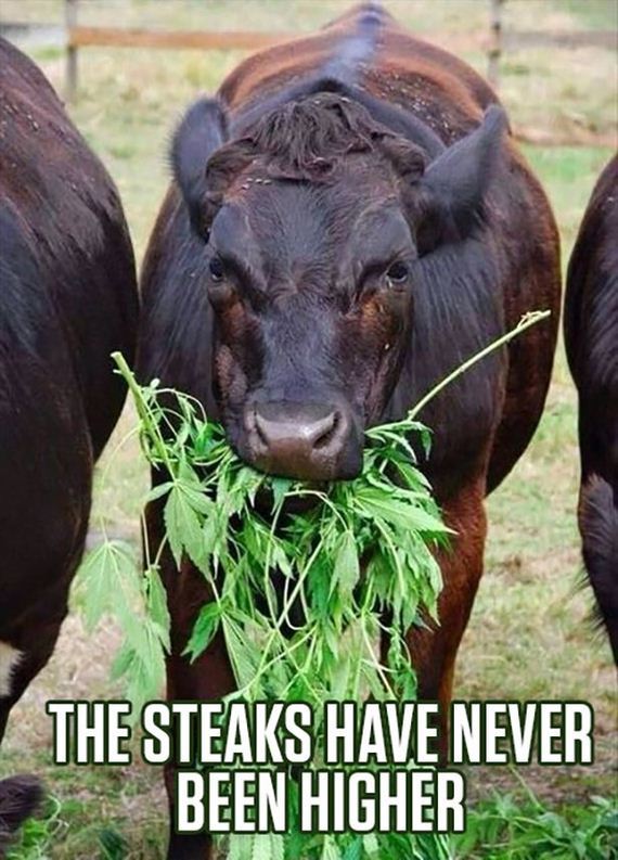 funny-pictures-940