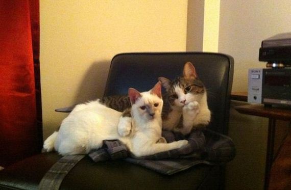 funny-pictures-941