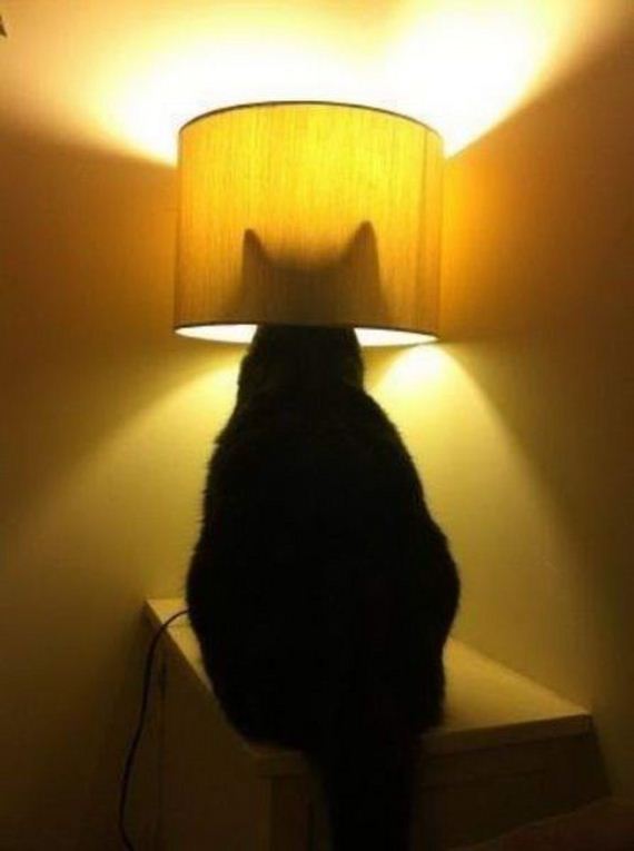 funny-pictures-941