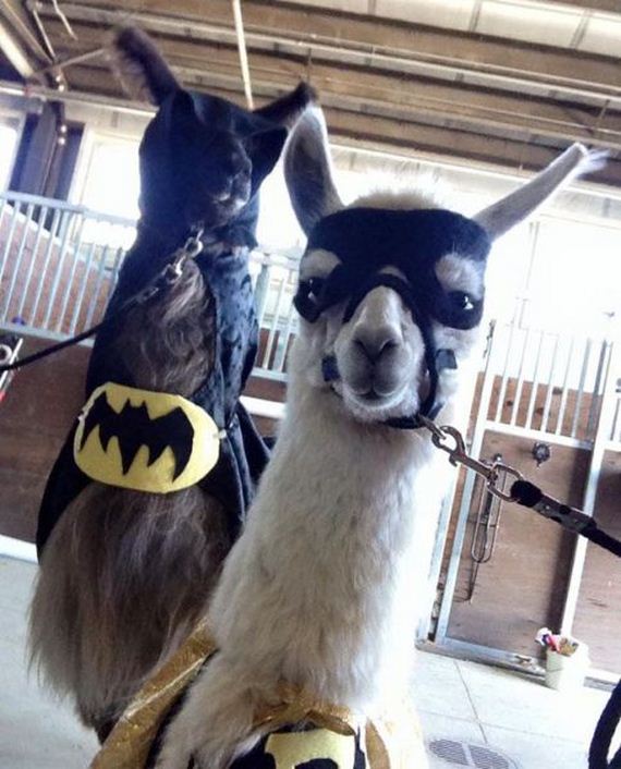 funny-pictures-942
