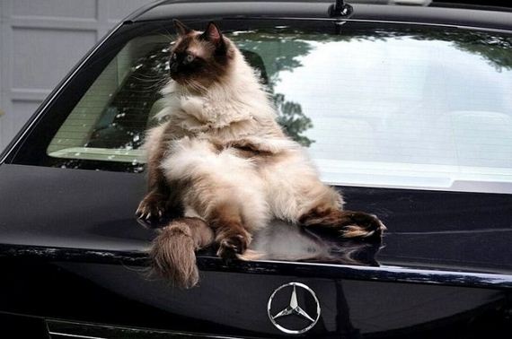 funny-pictures-943
