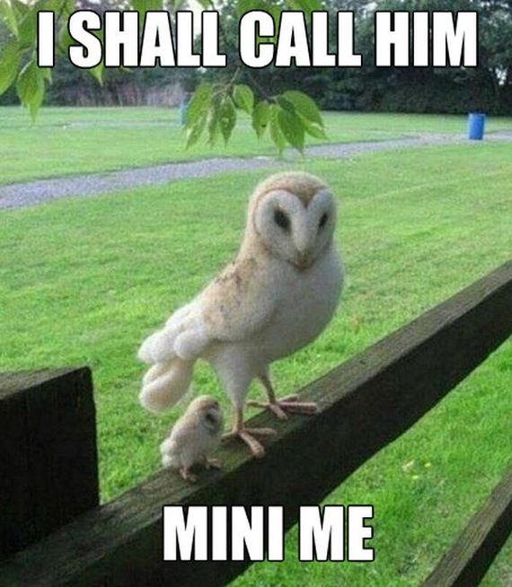 funny-pictures-943