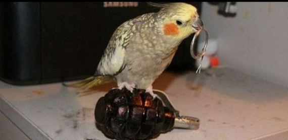 funny-pictures-943
