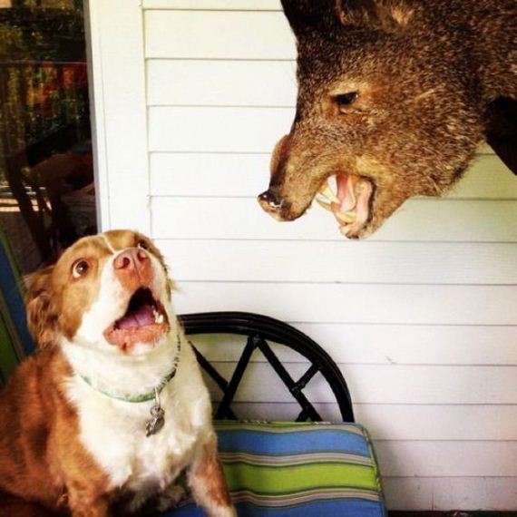 funny-pictures-943