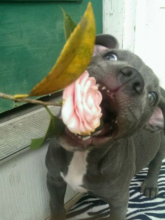 funny-pictures-944
