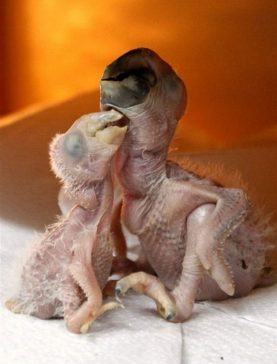 funny-pictures-945