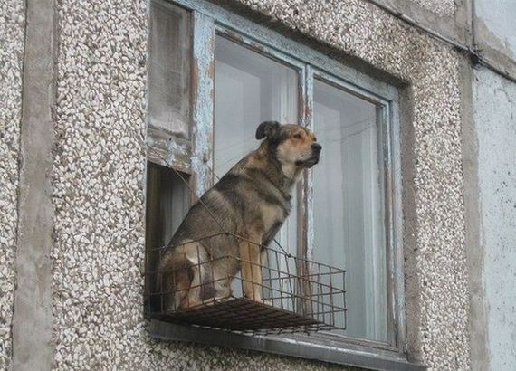 funny-pictures-945