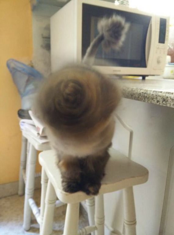 funny-pictures-945