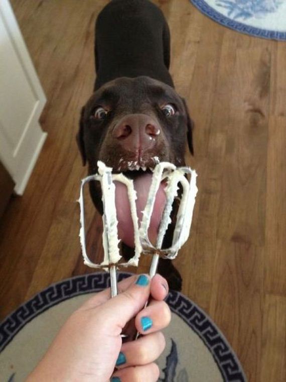 funny-pictures-945