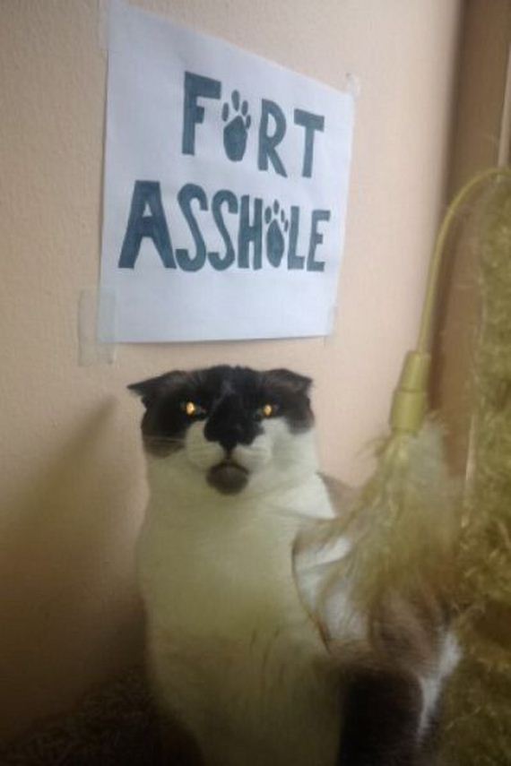 funny-pictures-945