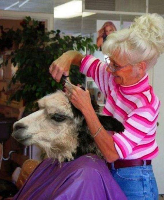 funny-pictures-946