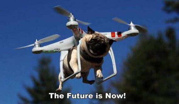 funny-pictures-946