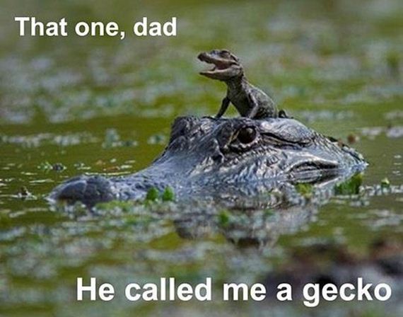 funny-pictures-946