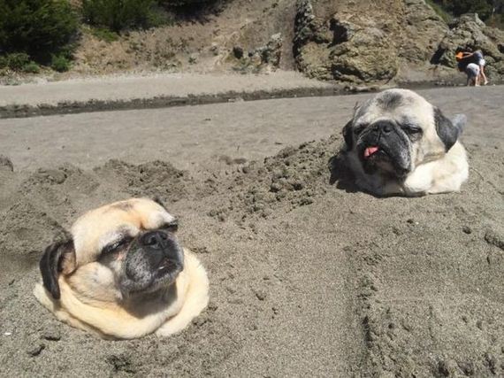 funny-pictures-947