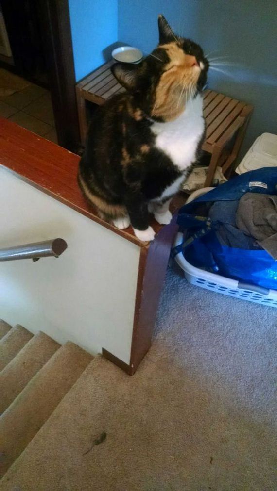 funny-pictures-947