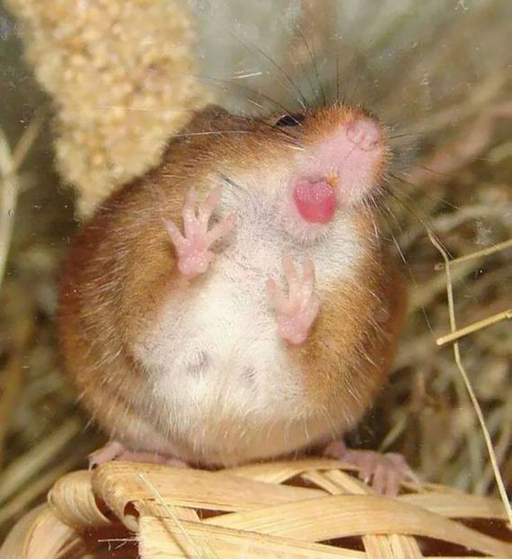 funny-pictures-947