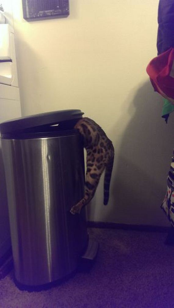 funny-pictures-947