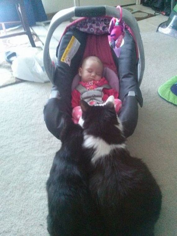 funny-pictures-950
