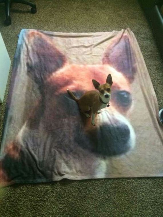funny-pictures-950