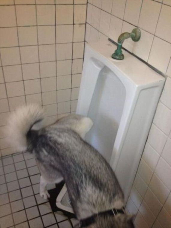 funny-pictures-951