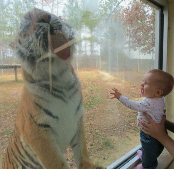 funny-pictures-951