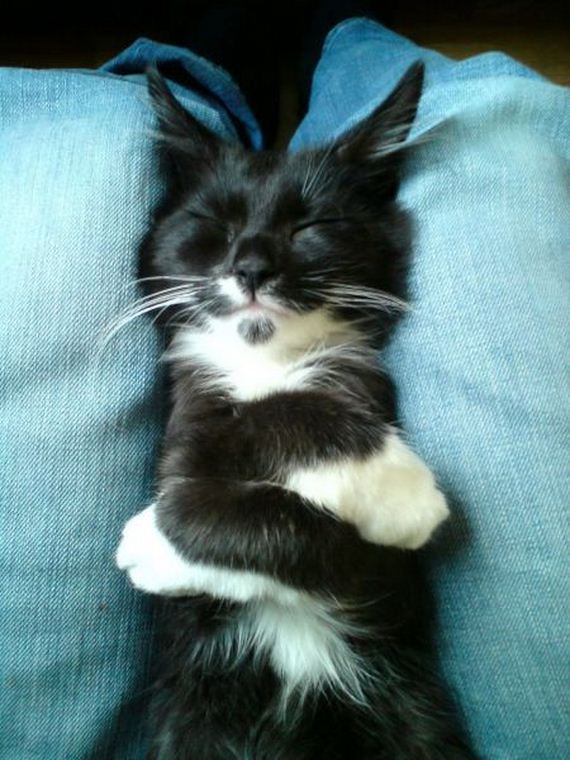 funny-pictures-953