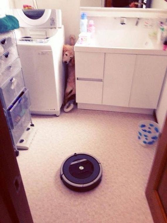 funny-pictures-953