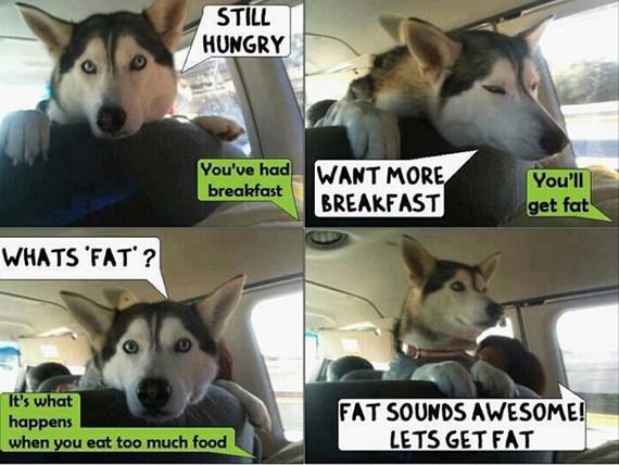 funny-pictures-954