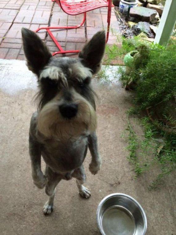 funny-pictures-955