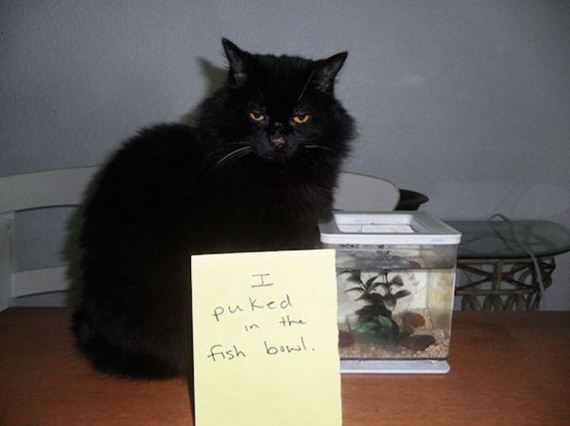 funny-pictures-955