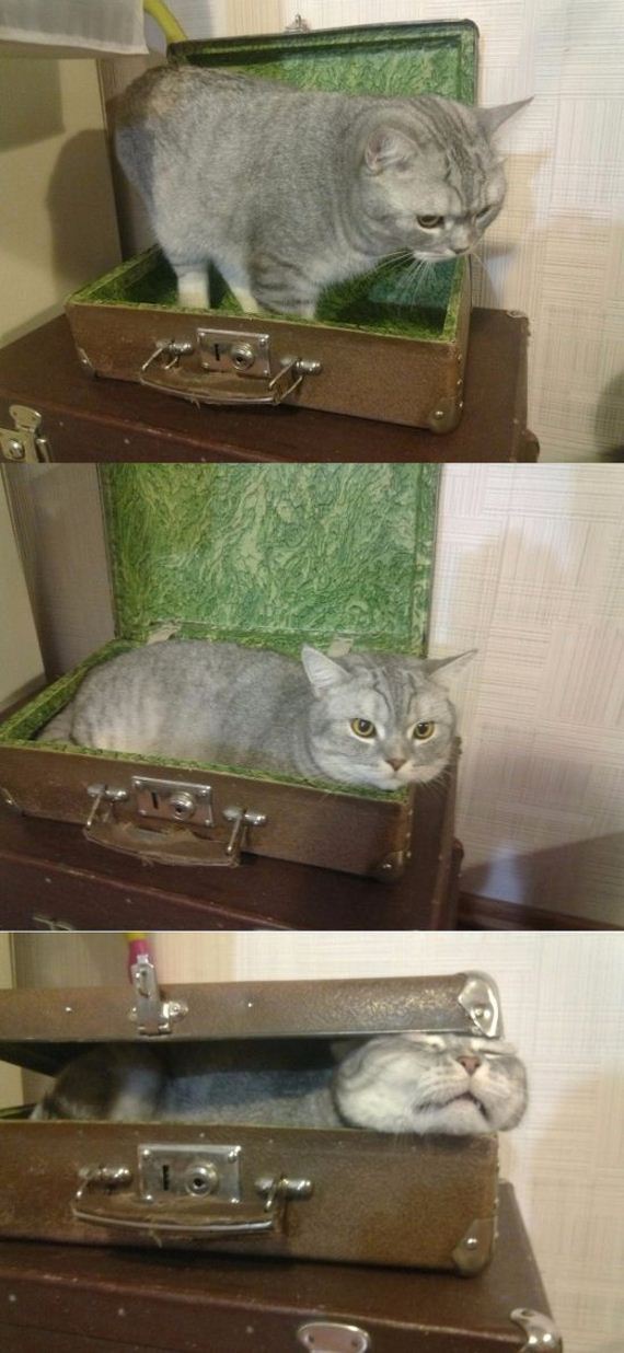 funny-pictures-956