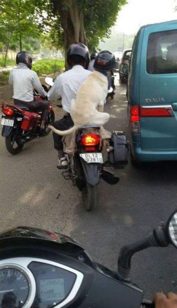funny-pictures-956