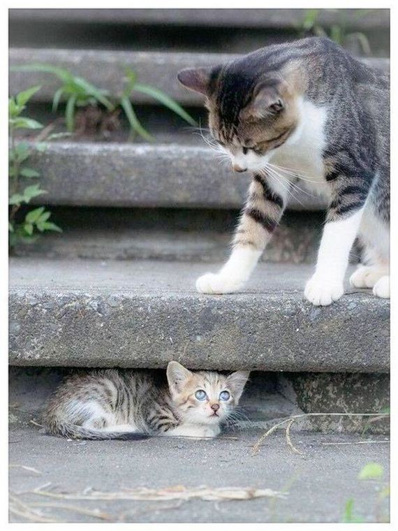funny-pictures-959